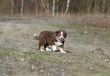 BERGER AUSTRALIEN PUPPIES 292